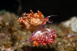 Mating Nudibranch, Anilao, Philippines. D7200, Ikelite ho... by Ted Timmons 